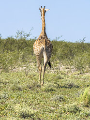 Namibia, Okaukuejo, Rückenansicht einer wandernden Giraffe im Etosha Nationalpark - AMF004777