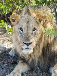 Namibia, Okaukuejo, Etosha Nationalpark, Porträt eines im Schatten ruhenden Löwen - AMF004778
