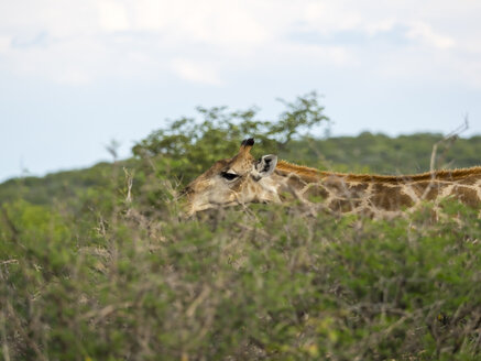 Namibia, Okaukuejo, Teilansicht einer fressenden Giraffe im Etosha Nationalpark - AMF004779