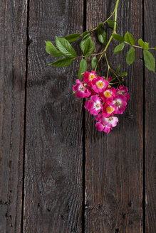 Rosa Strauchrosen auf dunklem Holz - CSF027136
