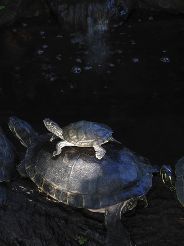 Ausgewachsene und junge Schildkröten, lizenzfreies Stockfoto