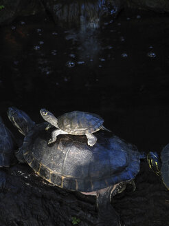 Ausgewachsene und junge Schildkröten - TMF000092