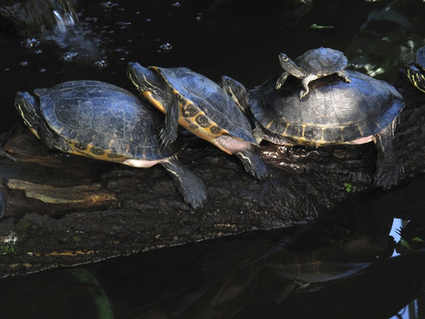 Reihe mit drei ausgewachsenen Schildkröten und einem Jungtier auf einer alten Schildkröte, lizenzfreies Stockfoto