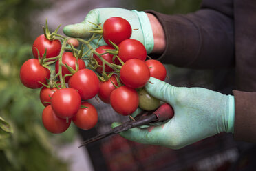 Tomaten in den Händen eines Erntehelfers - CST000903