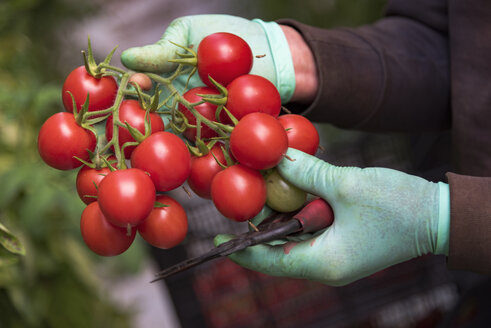 Tomatoes in hands of a harvest hand - CST000903