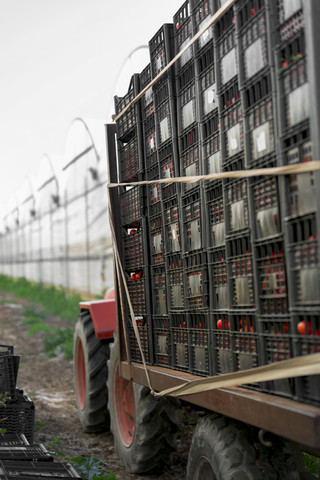 Stapel von Kisten mit Tomaten auf dem Anhänger, lizenzfreies Stockfoto