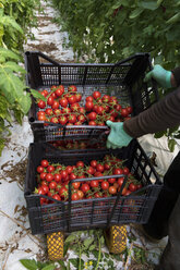 Harvest hand carrying boxes of tomatoes - CST000905