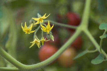 Blüte einer Tomatenpflanze - CSTF000907