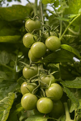 Unripe tomatoes on plant - CSTF000908