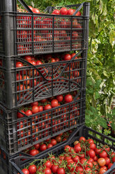 Kisten mit Tomaten im Gewächshaus - CSTF000910
