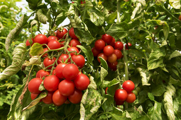 Tomatensorte - CSTF000912