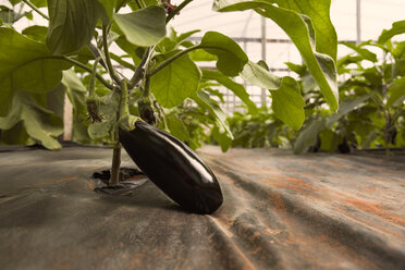 Eggplant growing in greenhouse - CSTF000913