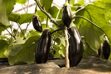 Eggplants growing in greenhouse - CSTF000914
