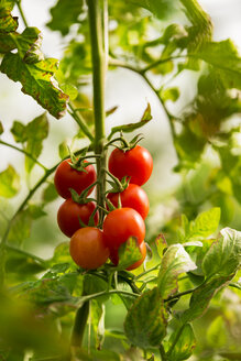 Tomato plant - CSTF000917