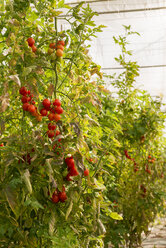 Tomatenpflanzen im Gewächshaus - CSTF000918