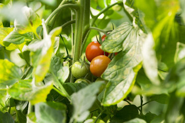 Tomato plant - CSTF000919