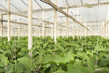 Eggplants in greenhouse - CSTF000921