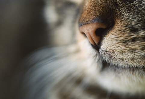 Cat nose, close-up - RAEF000884