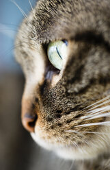 Face of tabby cat, close-up - RAEF000885