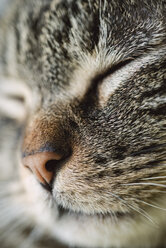 Face of sleeping tabby cat, close-up - RAEF000888