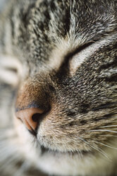 Gesicht einer schlafenden getigerten Katze, Nahaufnahme - RAEF000888