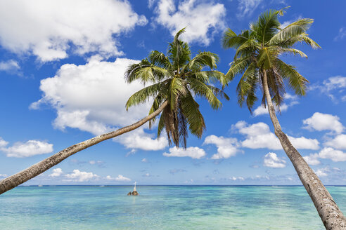 Seychelles, Mahe Island, beach Anse Royale, cocos palms - FOF008455