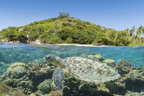 Seychelles, Big Sister Island, hawksbill sea turtle, Eretmochelys imbricata stock photo