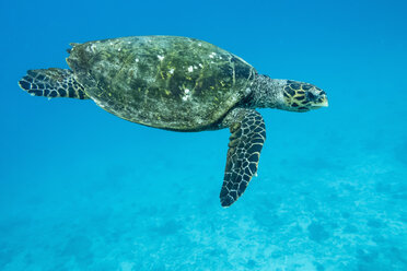 Echte Karettschildkröte, Eretmochelys imbricata - FOF008461