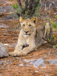 Namibia, Okaukuejo, Etosha Nationalpark, Porträt einer jungen Löwin - AMF004791