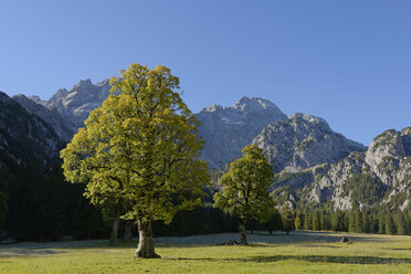 Österreich, Tirol, Eng, Rohntal, Karwendel, Bergahorn im Herbst - LBF001380
