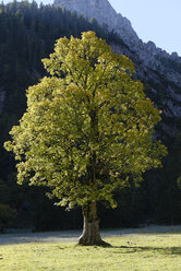 Bergahorn, Acer pseudoplatanus - LBF001381