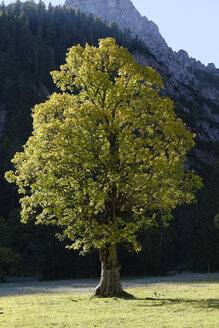 Bergahorn, Acer pseudoplatanus - LBF001381