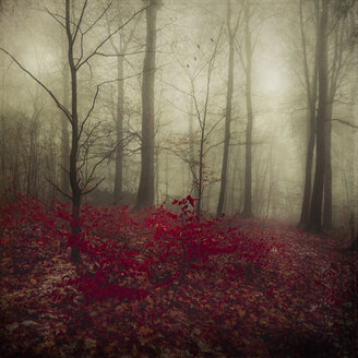 Deutschland, rote Herbstblätter im Winterwald - DWIF000695