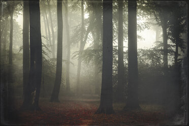 Deutschland, Wald im Nebel - DWIF000700