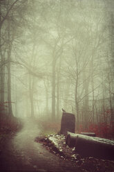 Germany, forest track in fog - DWIF000704