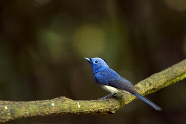 Thailand, Kaeng Krachan, Schwarznackenmonarch auf einem Ast - ZC000361