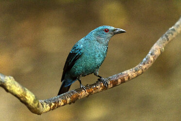 Thailand, Kaeng Krachan, Asiatischer Feenbläuling auf einem Ast - ZC000362