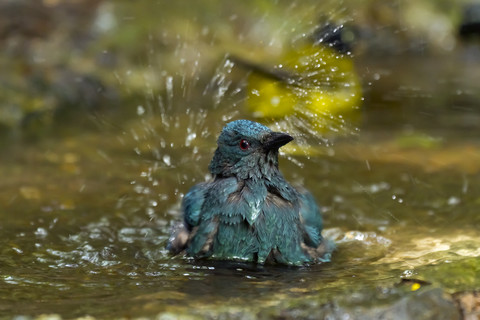 Thailand, Kaeng Krachan, badender asiatischer Feenblauvogel, lizenzfreies Stockfoto