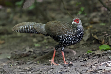 Thailand, Kaeng Krachan, weiblicher Kalij-Fasan - ZC000368