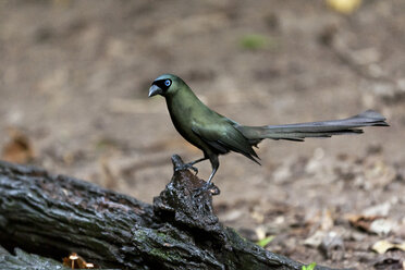 Thailand, Kaeng Krachan, Black Racket-tailed Tree Pie on a branch - ZC000369