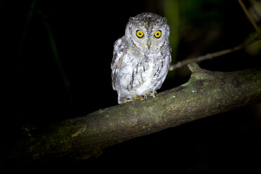 Thailand, Kaeng Krachan, Oriental scops owl on a branch at night - ZC000372