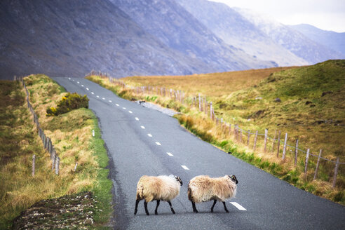 Ireland, Sheep on a country road in Connemara - GIOF000785