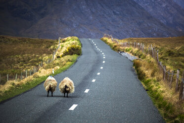 Ireland, Sheep standing on a country road in Connemara - GIOF000786