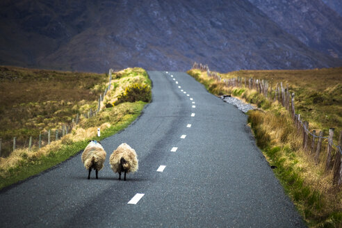 Irland, Schaf auf einer Landstraße in Connemara - GIOF000786