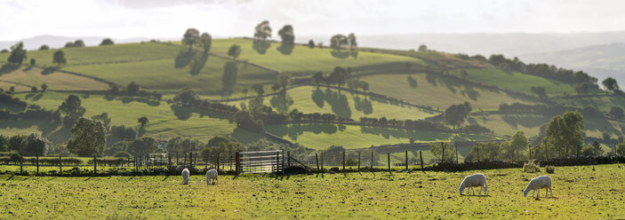 UK, Wales, Brecon and Beacons National Park, Schafe auf einer grünen Weide - SHF001864