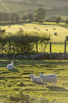 UK, Wales, Brecon and Beacons National Park, Schafe auf einer grünen Weide - SHF001866