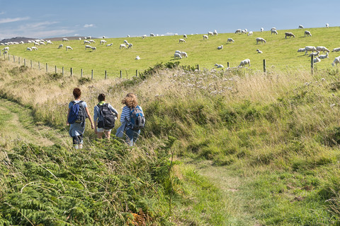 UK, Wales, Menschen wandern im Pembrokeshire Coast National Park mit Schafen im Hintergrund, lizenzfreies Stockfoto