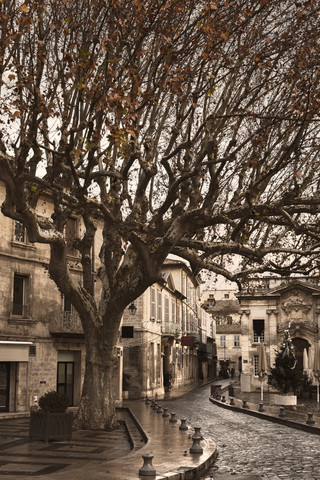 Frankreich, Avignon, Baum, Straße, lizenzfreies Stockfoto