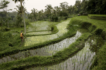 Indonesien, Bali, Landschaft mit Reisfeld und Dschungel - DSGF000922