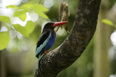 Indonesien, Javafischer im Baum - DSGF000924